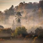 Herbstwald im Nebel