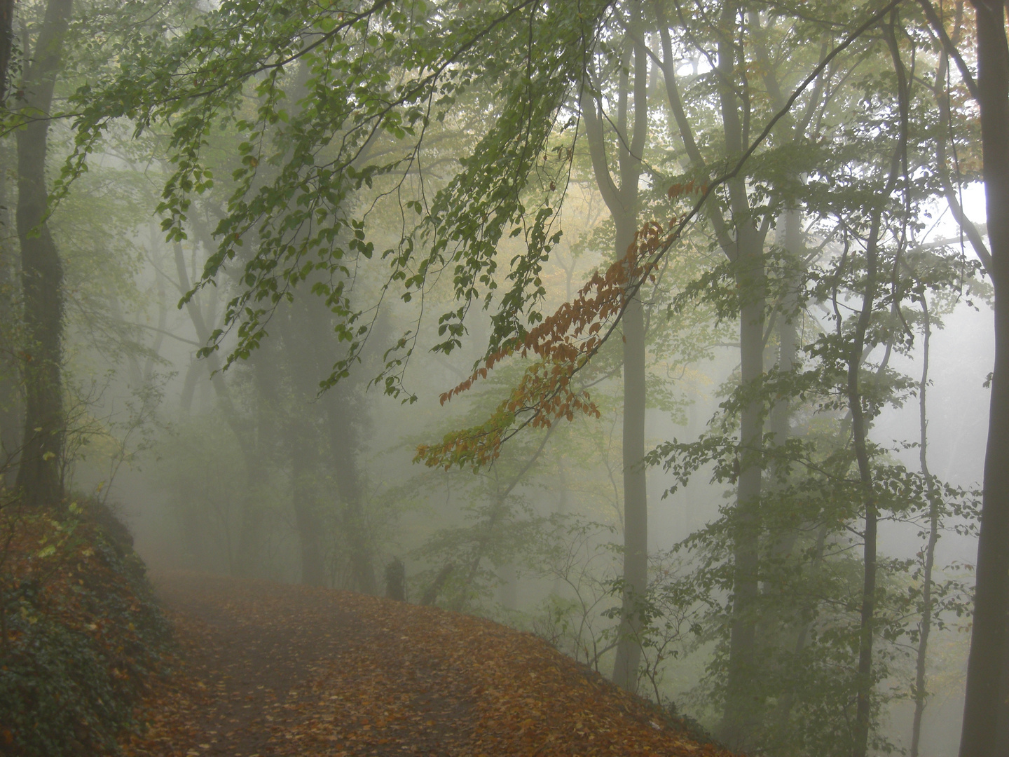 Herbstwald im Nebel