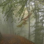 Herbstwald im Nebel