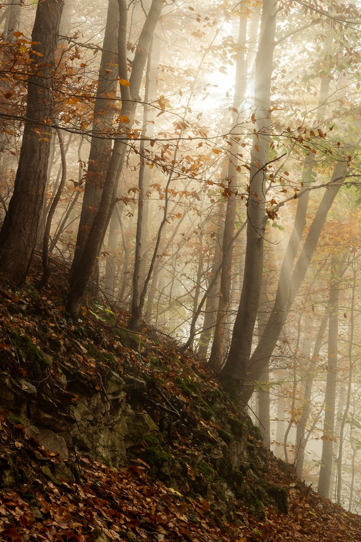 Herbstwald im Nebel 