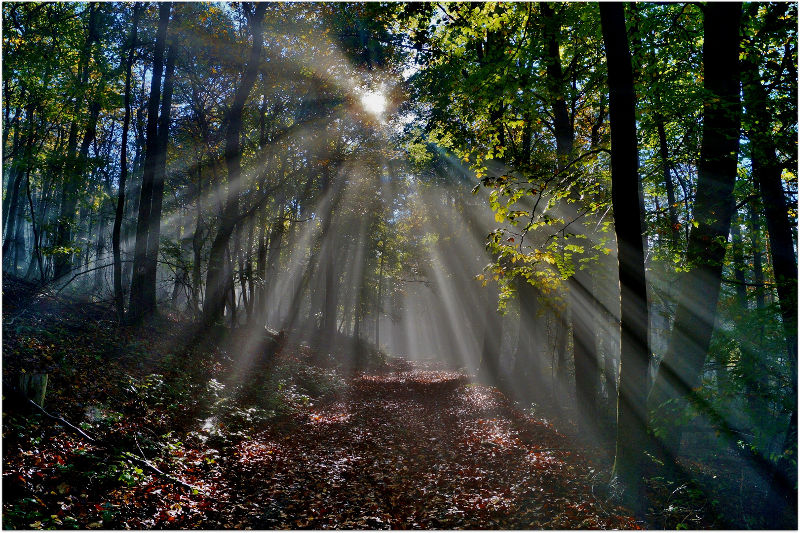 Herbstwald im Nebel.