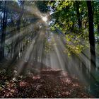 Herbstwald im Nebel.