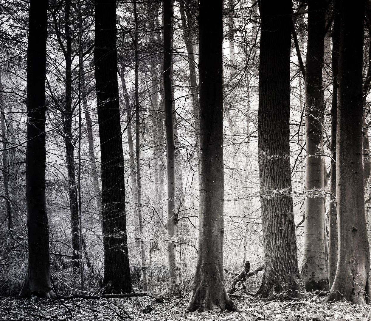 Herbstwald im Nebel