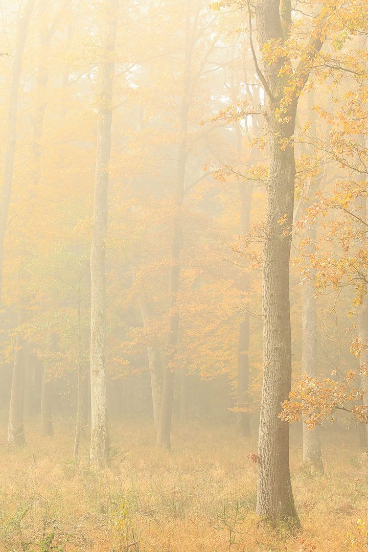 Herbstwald im Nebel