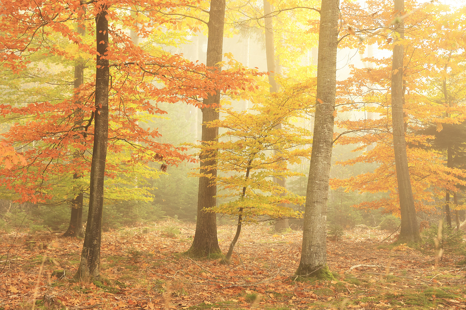 Herbstwald im Nebel II