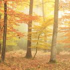 Herbstwald im Nebel II