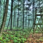 Herbstwald im Nebel mit Hochsitz