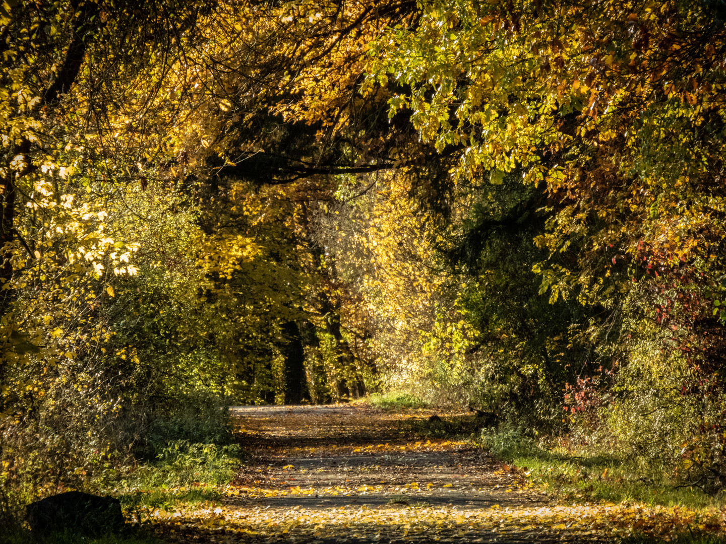 Herbstwald im November