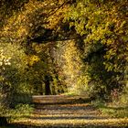 Herbstwald im November