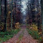 Herbstwald im November