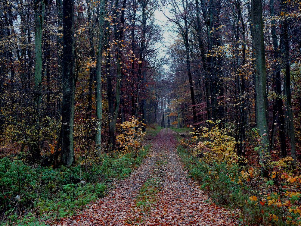 Herbstwald im November