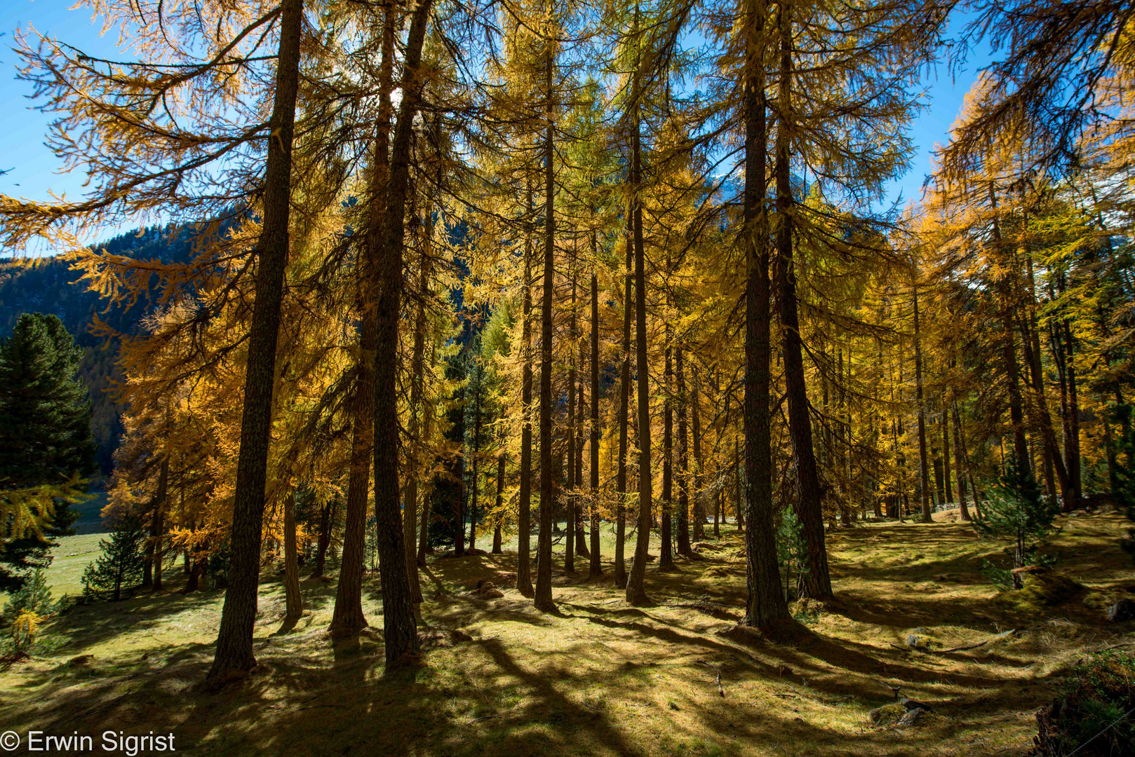 Herbstwald im Oberengadin (Graubünden / Schweiz)