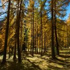 Herbstwald im Oberengadin (Graubünden / Schweiz)