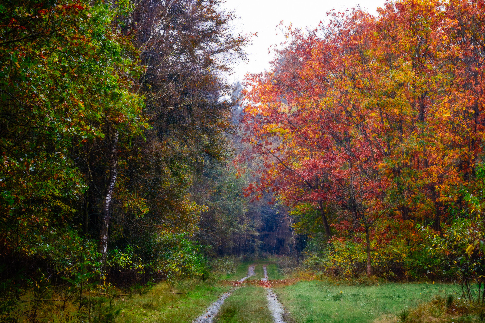 Herbstwald im Regen