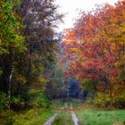 Herbstwald im Regen