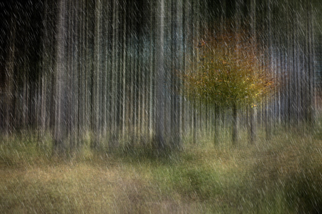 Herbstwald im Regen