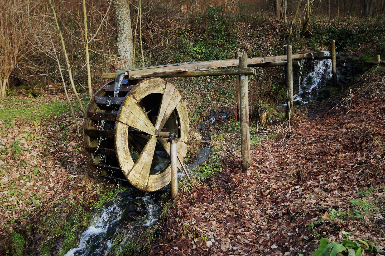 Herbstwald im Sauerland 