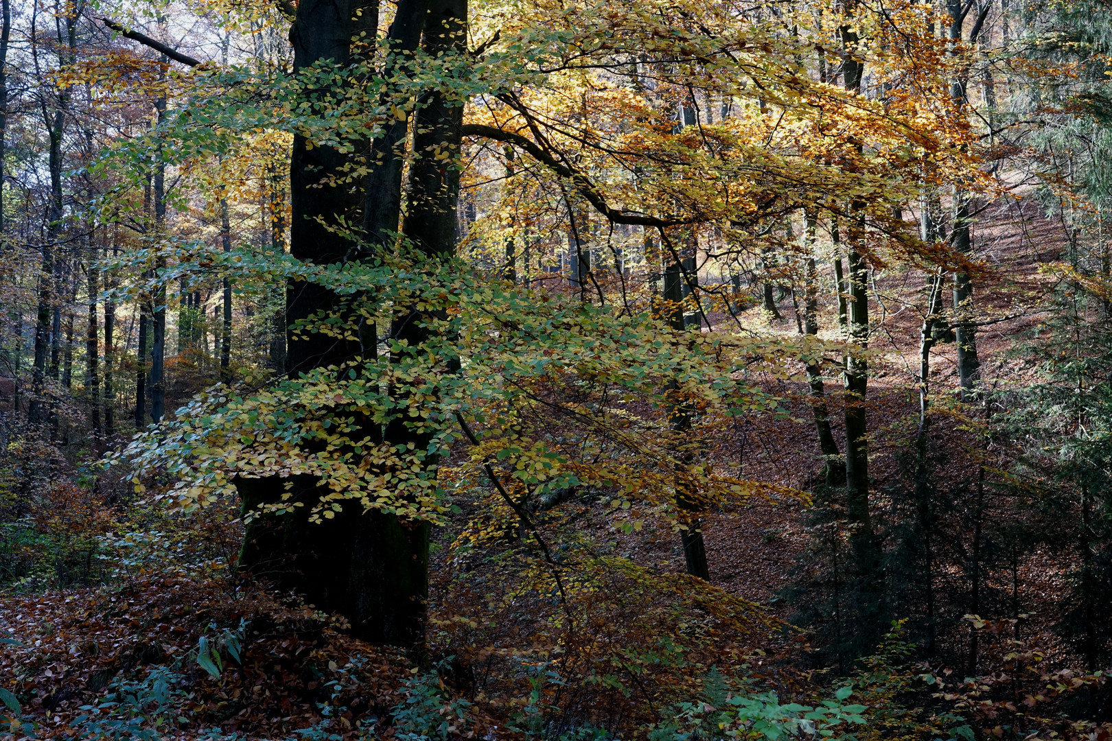 Herbstwald im Sauerland