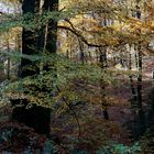 Herbstwald im Sauerland