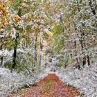 Herbstwald im Schneemantel