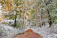 Herbstwald im Schneemantel