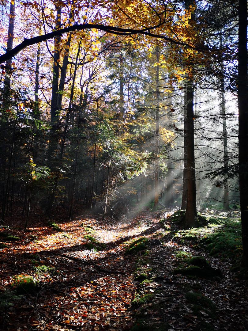 Herbstwald im Schwäbisch - fränkischen Naturpark  