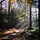 Herbstwald im Schwäbisch - fränkischen Naturpark  