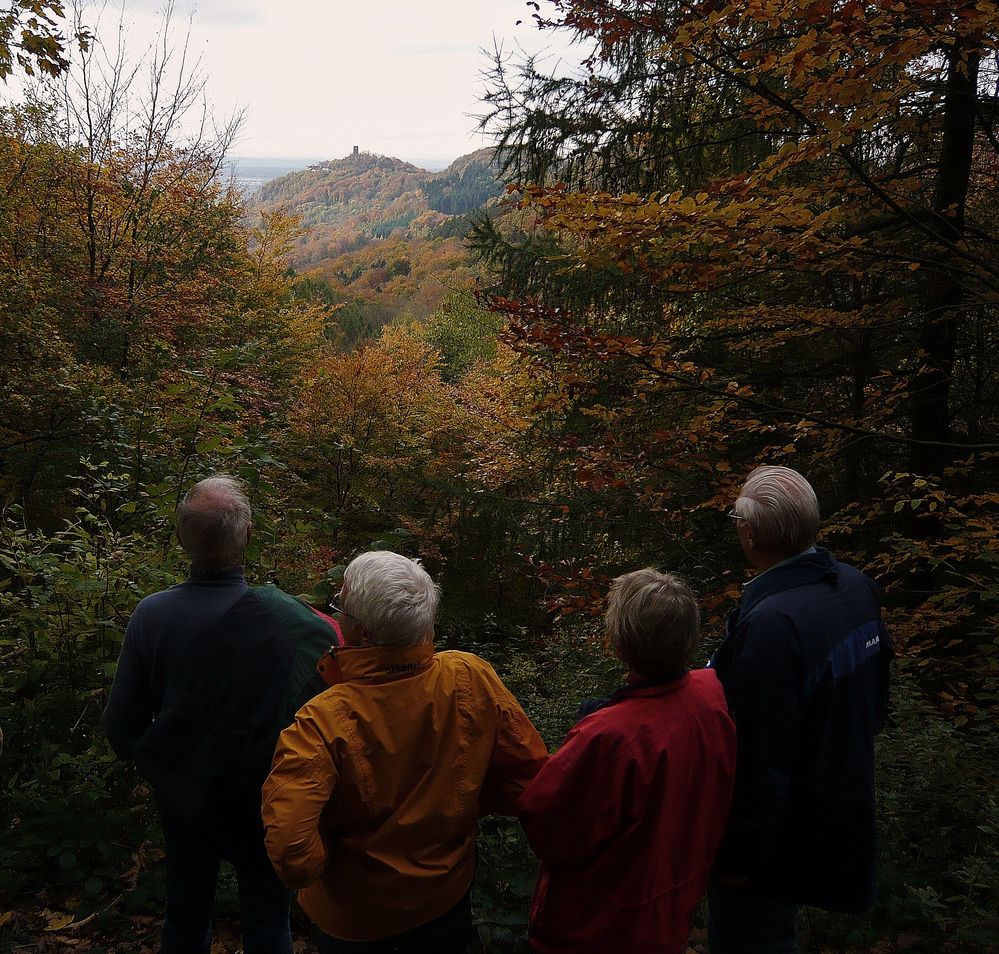 Herbstwald im Siebengegirge ...