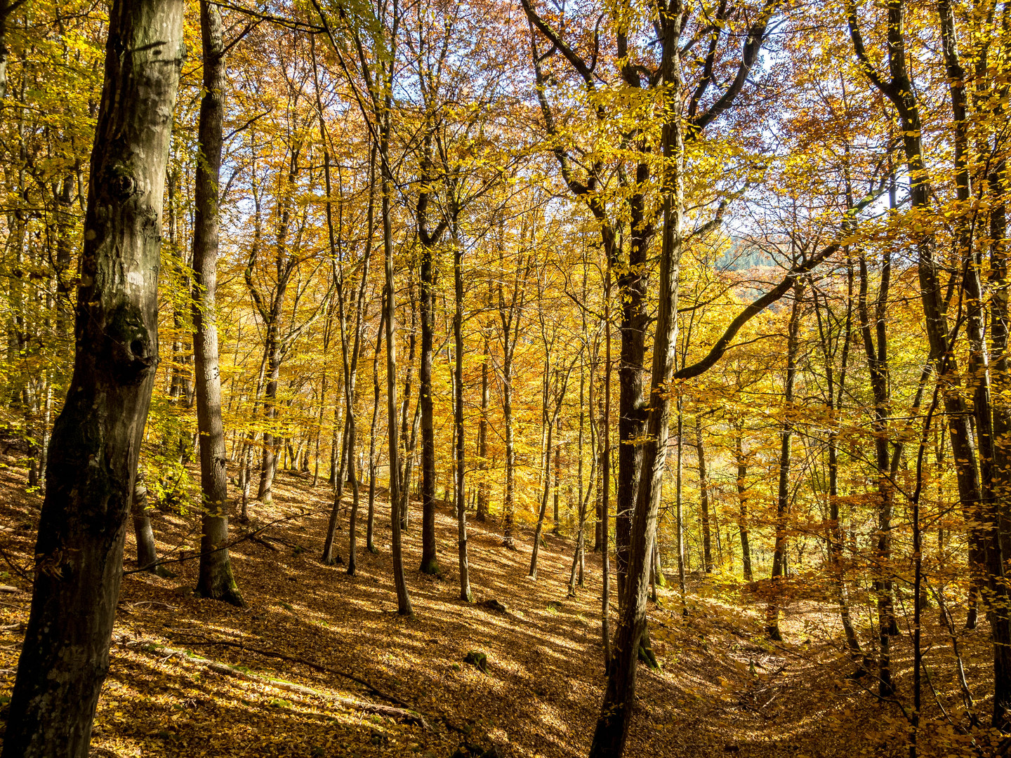 Herbstwald im Sonnenlicht