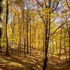 Herbstwald im Sonnenlicht