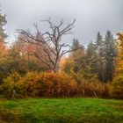 Herbstwald im Spessart (HDR)
