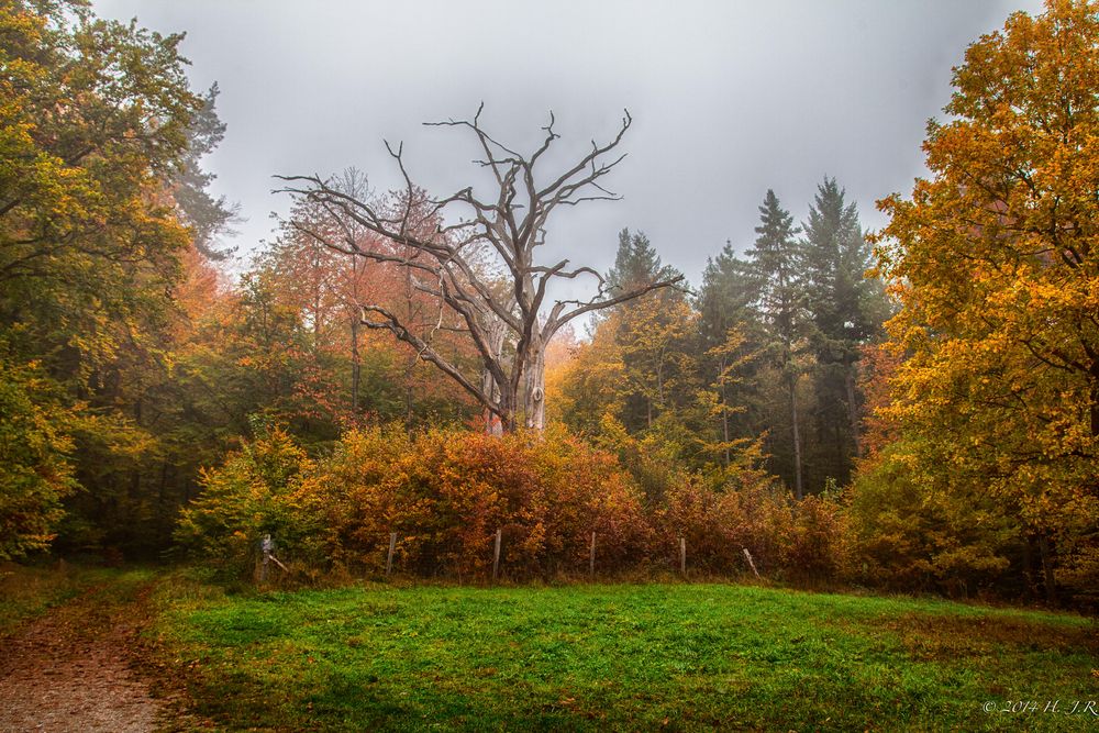 Herbstwald im Spessart (HDR)