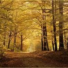 Herbstwald im Taunus