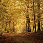 Herbstwald im Taunus