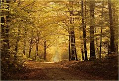 Herbstwald im Taunus