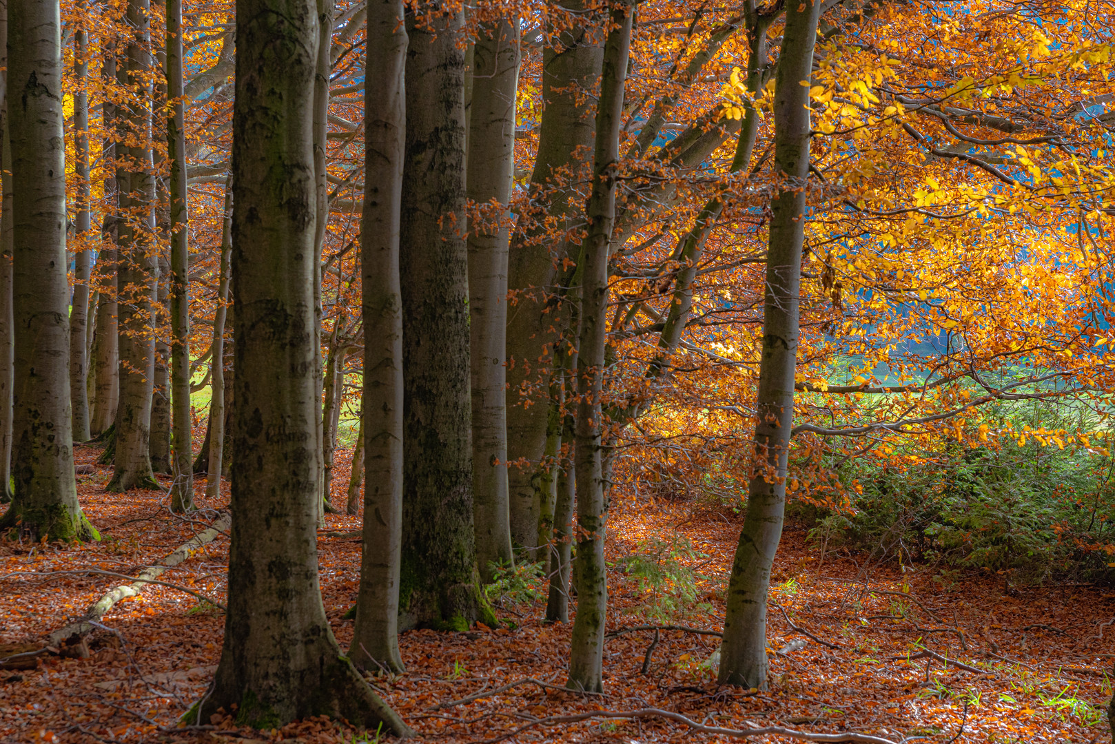 Herbstwald im Vogtland