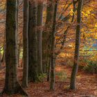 Herbstwald im Vogtland