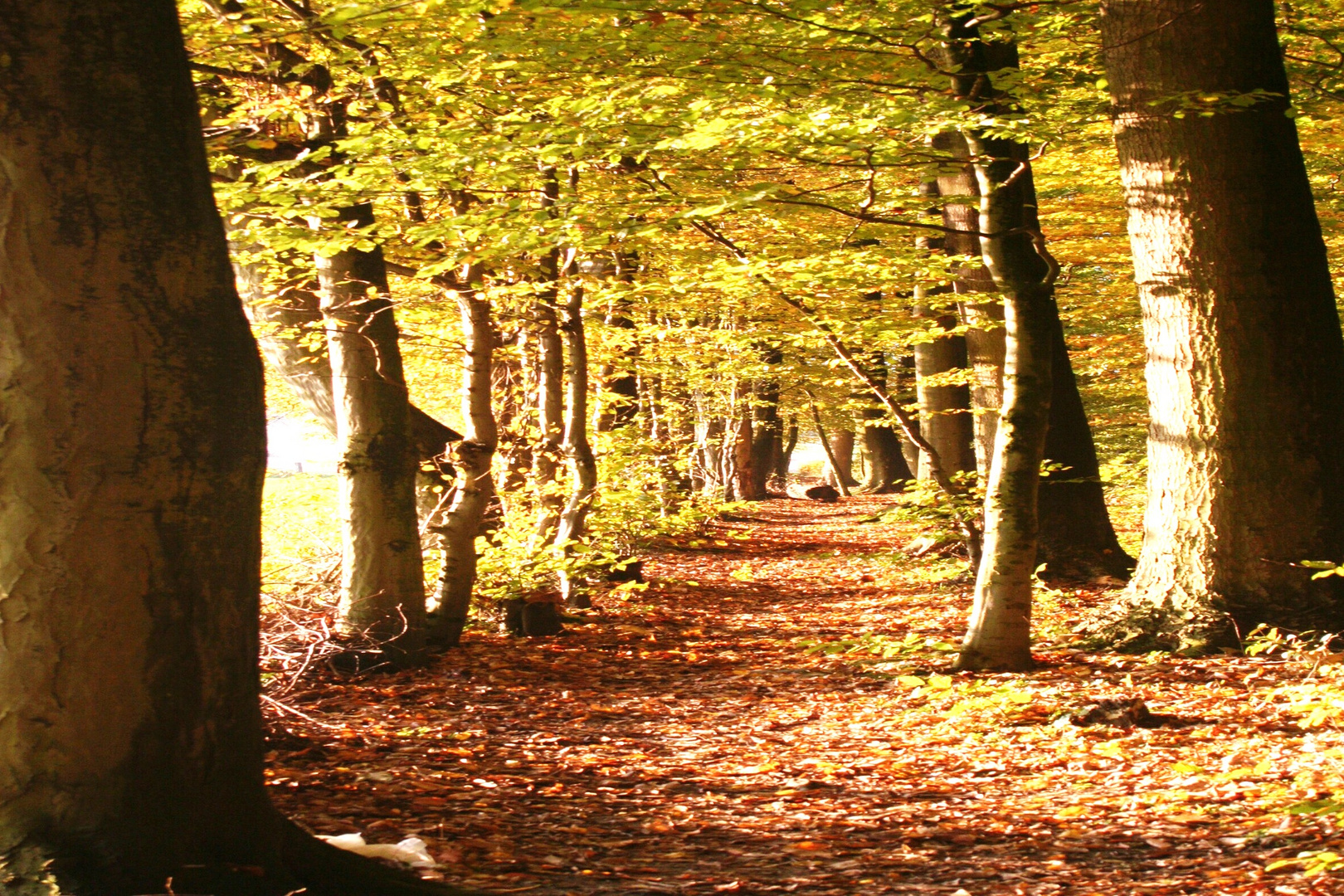 Herbstwald im Weserbergland