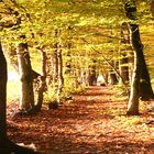 Herbstwald im Weserbergland