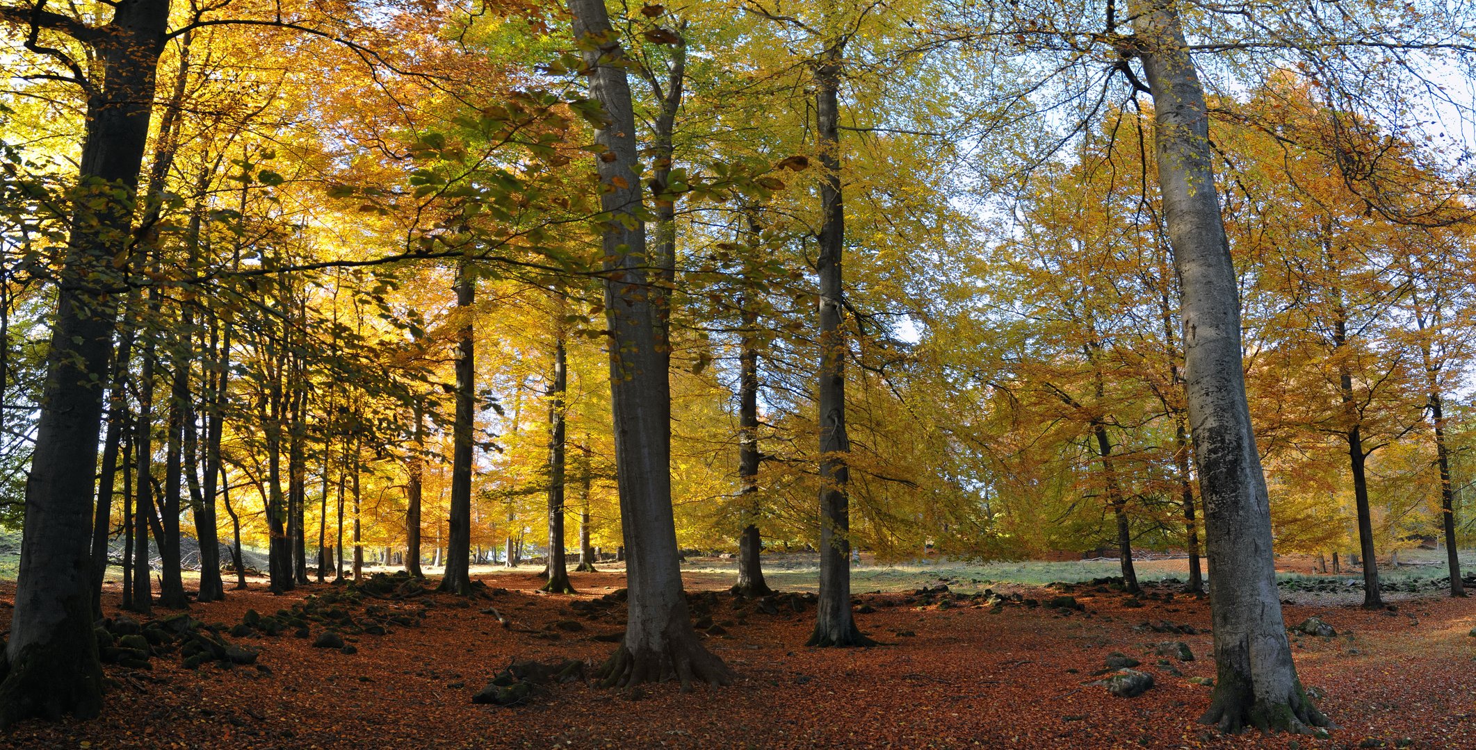 Herbstwald im Wildpark Bad Marienberg