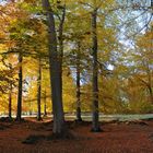 Herbstwald im Wildpark Bad Marienberg