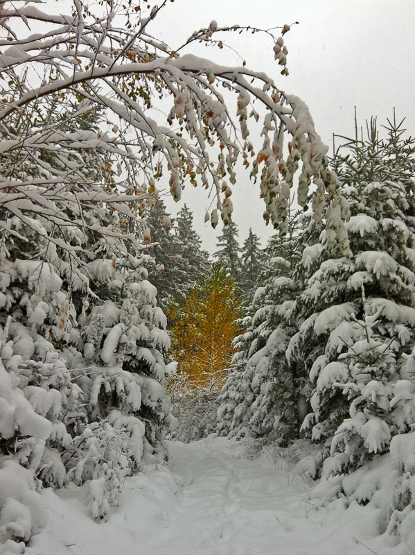 Herbstwald im Winterkleid