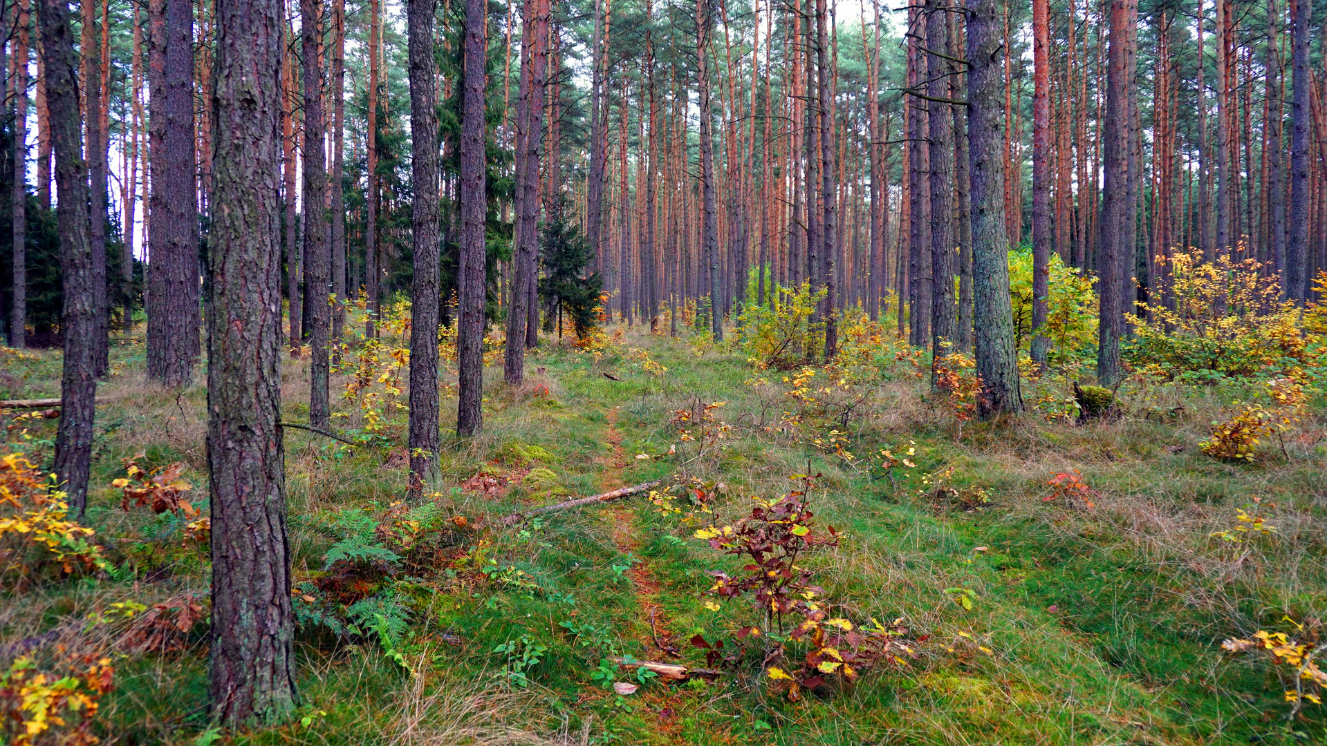 Herbstwald in Brandenburg