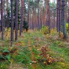 Herbstwald in Brandenburg