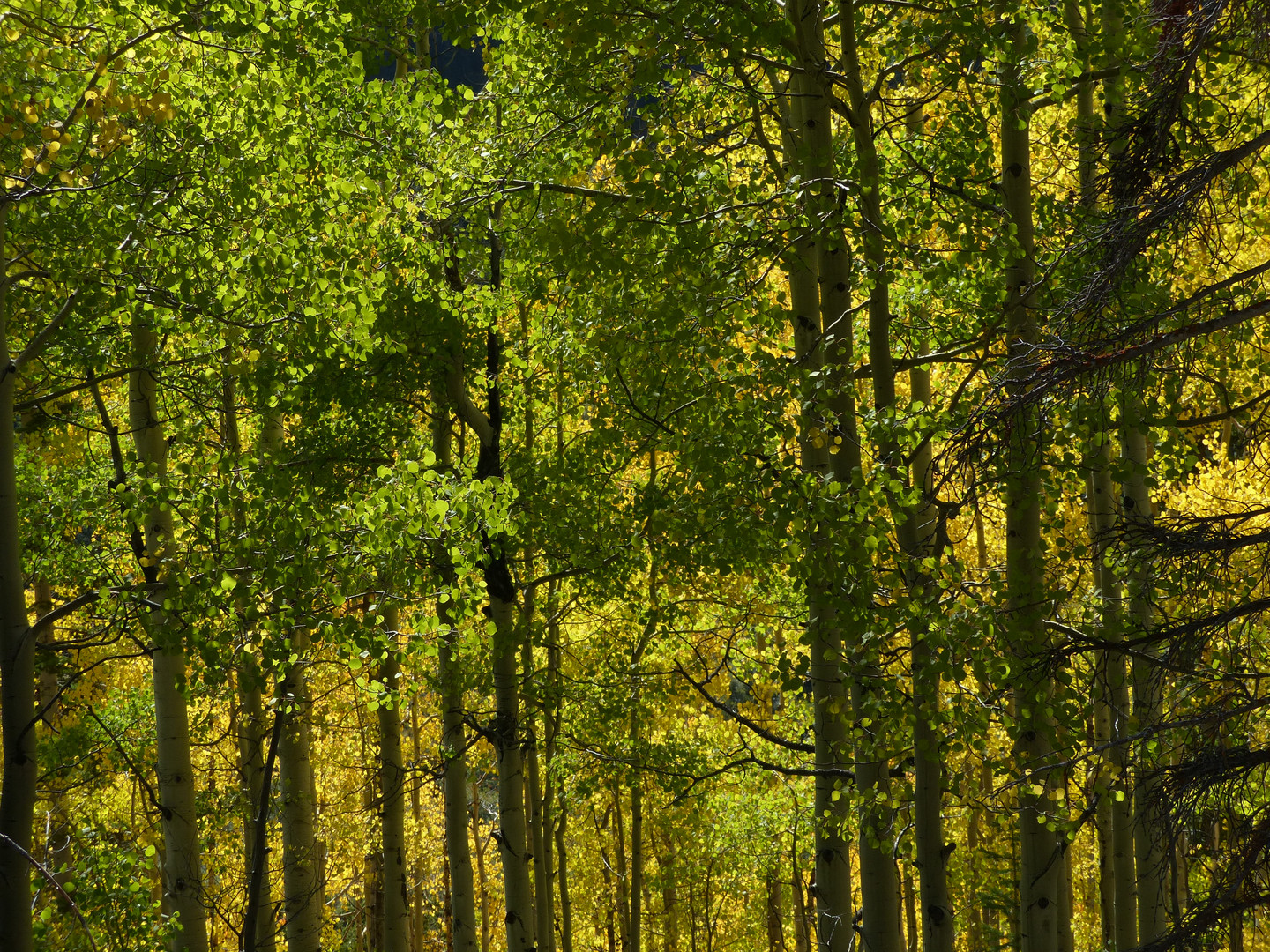 Herbstwald in Colorado