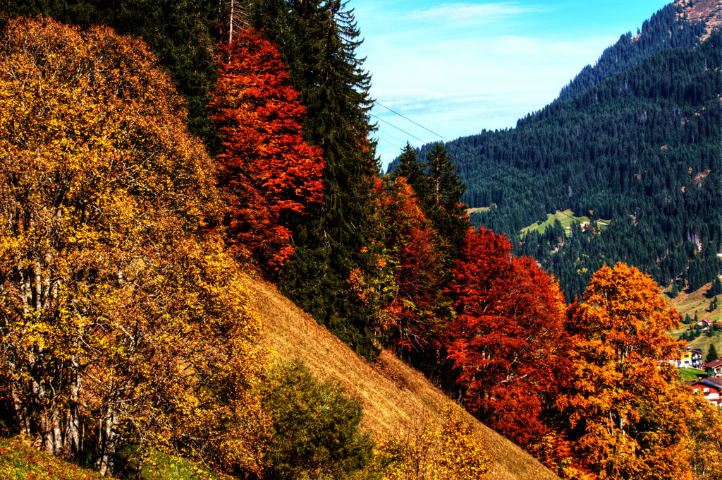 Herbstwald in den Bergen