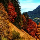 Herbstwald in den Bergen