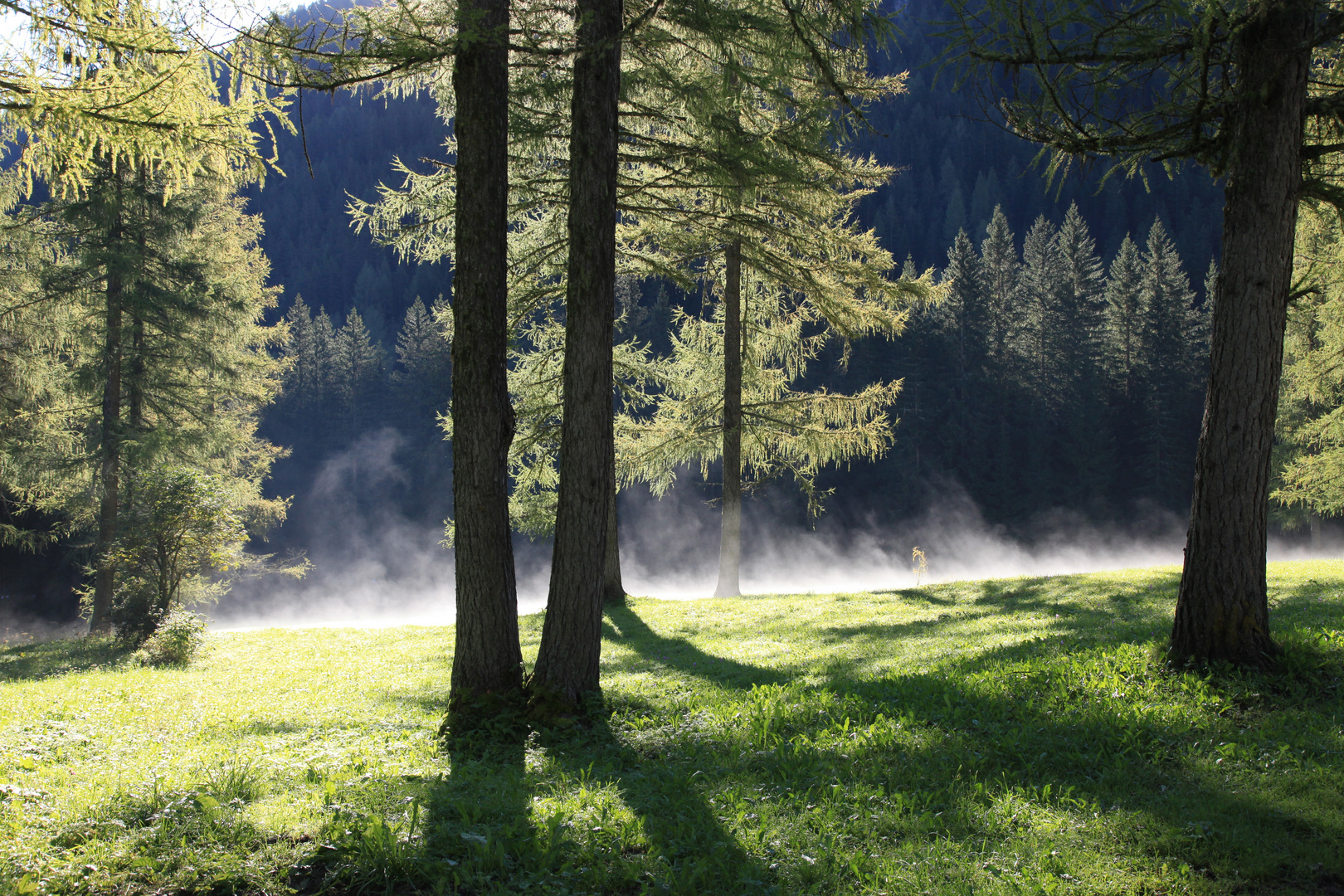 Herbstwald in den Dolomiten