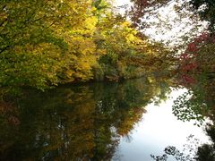 Herbstwald in den Rheinauen bei Weisweil