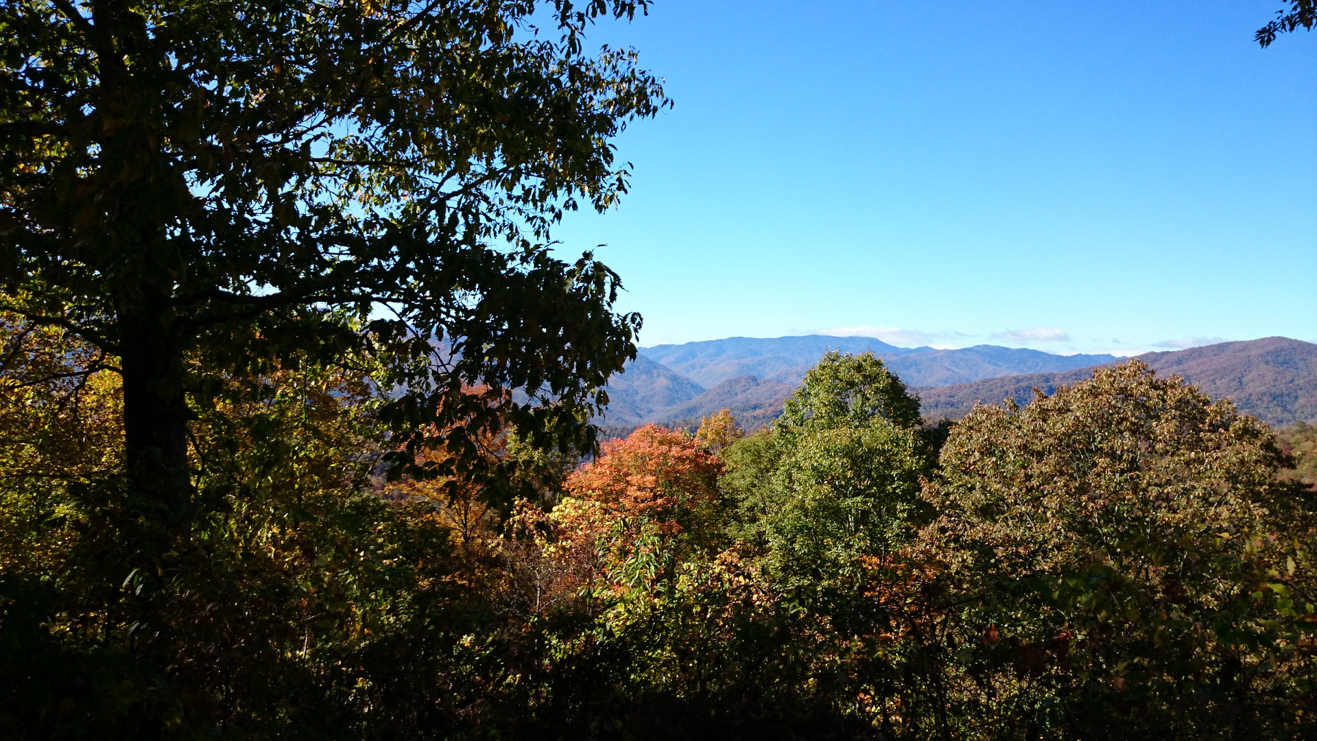 Herbstwald in den Smoky Mountains.